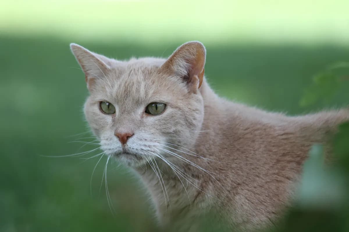 Ukrainska trupper använder drönare för att evakuera katt och hund från frontlinjen