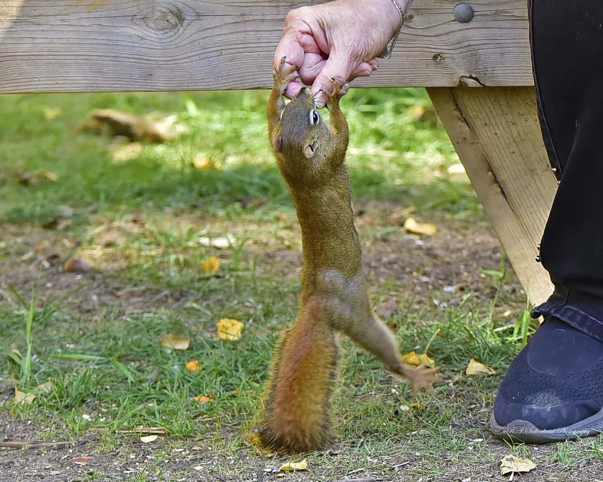Man fotograferar ekorrar i Göteborgsskog i nio år