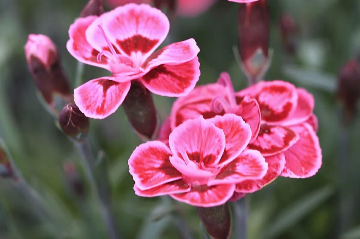 Falkenberg rapporterar ovanligt omfattande påskblomsterstölder