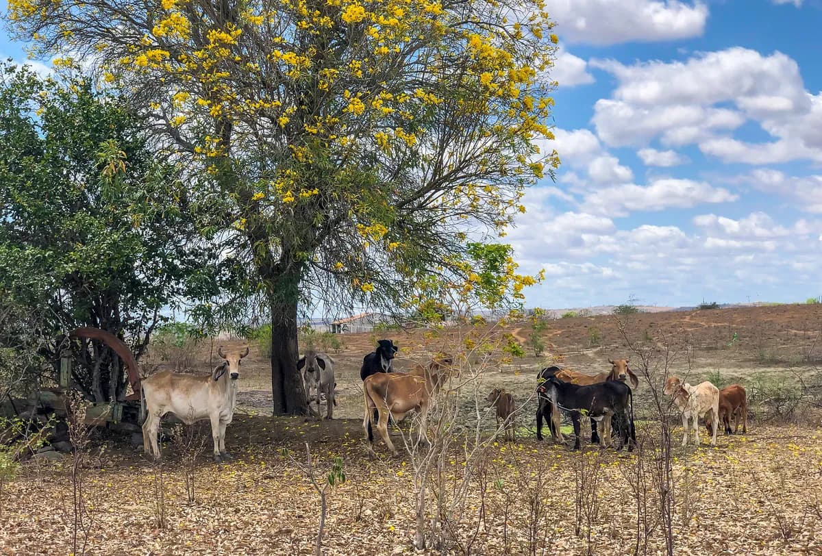Stora boskapsstölder i Wales och Texas leder till utredningar