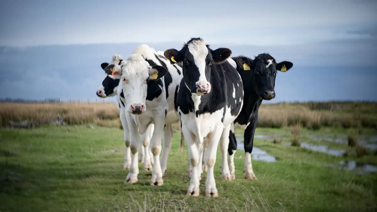Bonde korsar kor för att avskräcka influencers från selfies