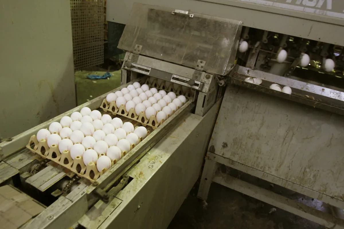 Svensk äggproduktion expanderar i Askeryd på grund av ökad efterfrågan