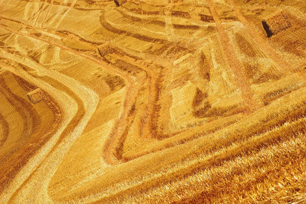 Unbyns första vinterfestival flyttas till fält på grund av varmt väder