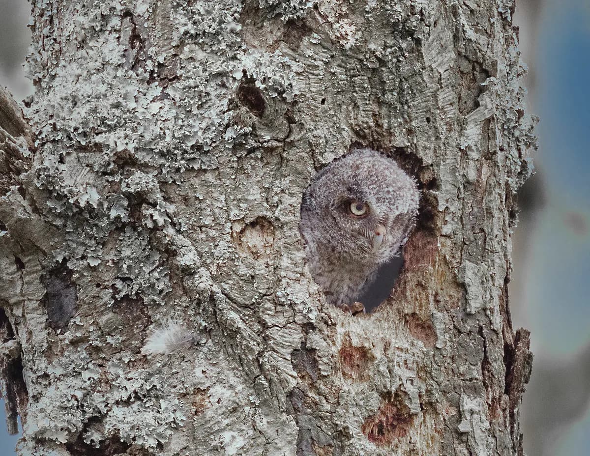 Icke-inhemsk örnuggla hittad vild i brittiskt stadsområde i flera år