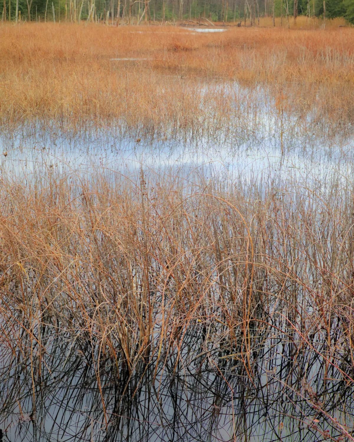 Våtmarksrestaurering visar framgång trots kritik om långsamhet
