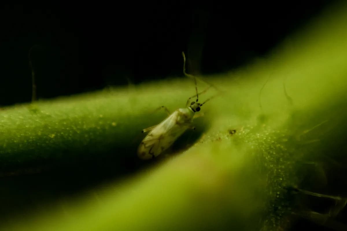 Vägglöss ökar i Stockholm – experter varnar resenärer