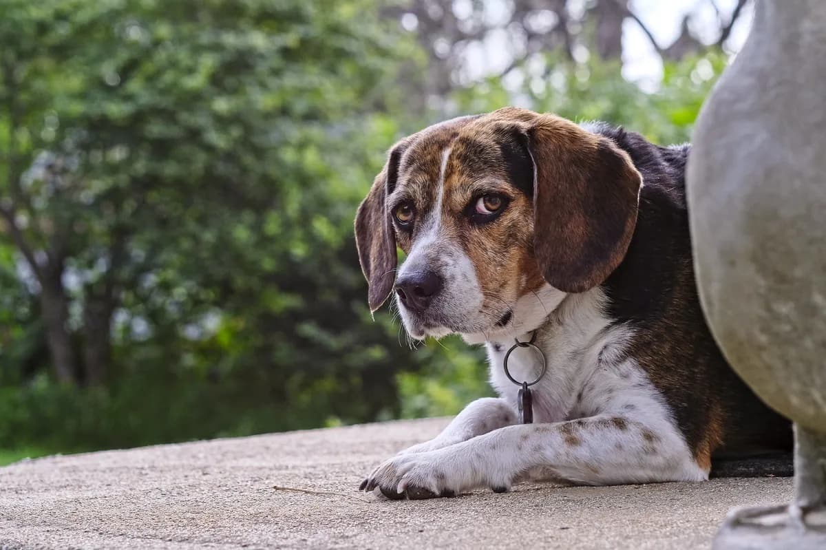 Hund räddad efter ägares fall i Nya Zeelands vildmark