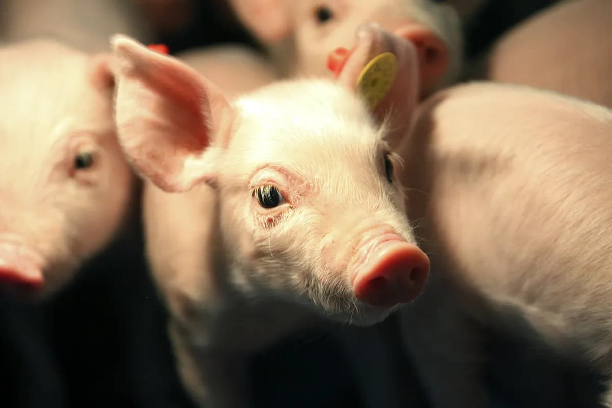 Svenska kockar utvecklar fläskbaserade skolmåltider på grund av nötköttsbrist