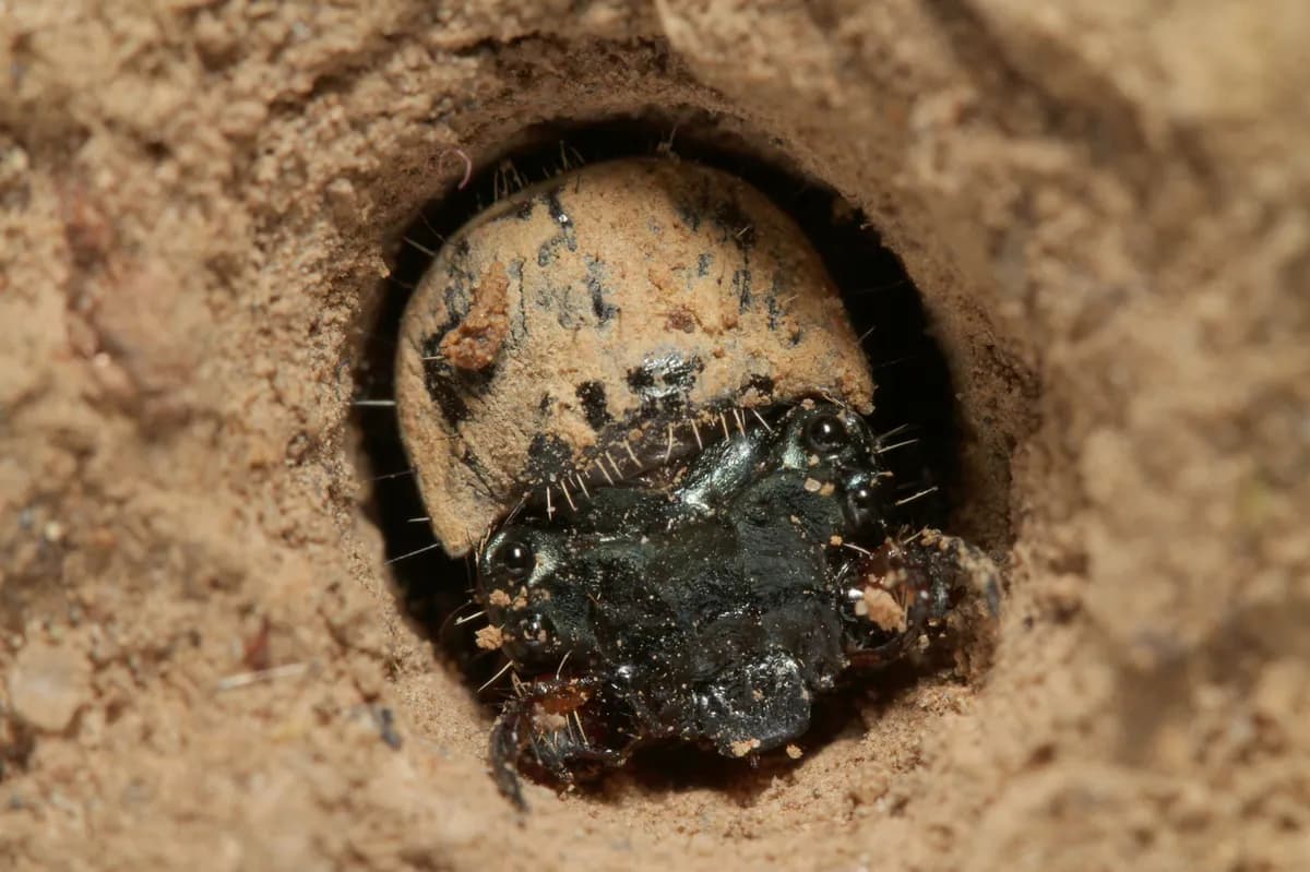 Granbarkborrekris leder till stängningar i Uppsalas naturreservat