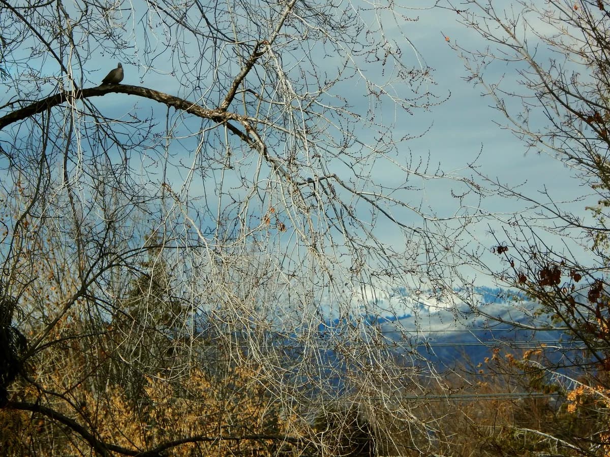 Göteborg börjar plantera om efter almsjuka som lett till massivt trädfällning