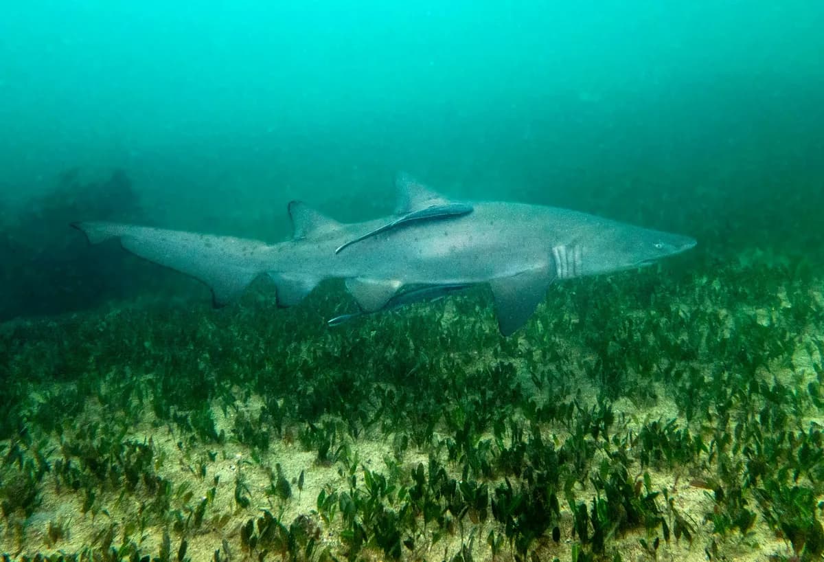 Studie: Hajar på Bahamas testar positivt för droger och koffein