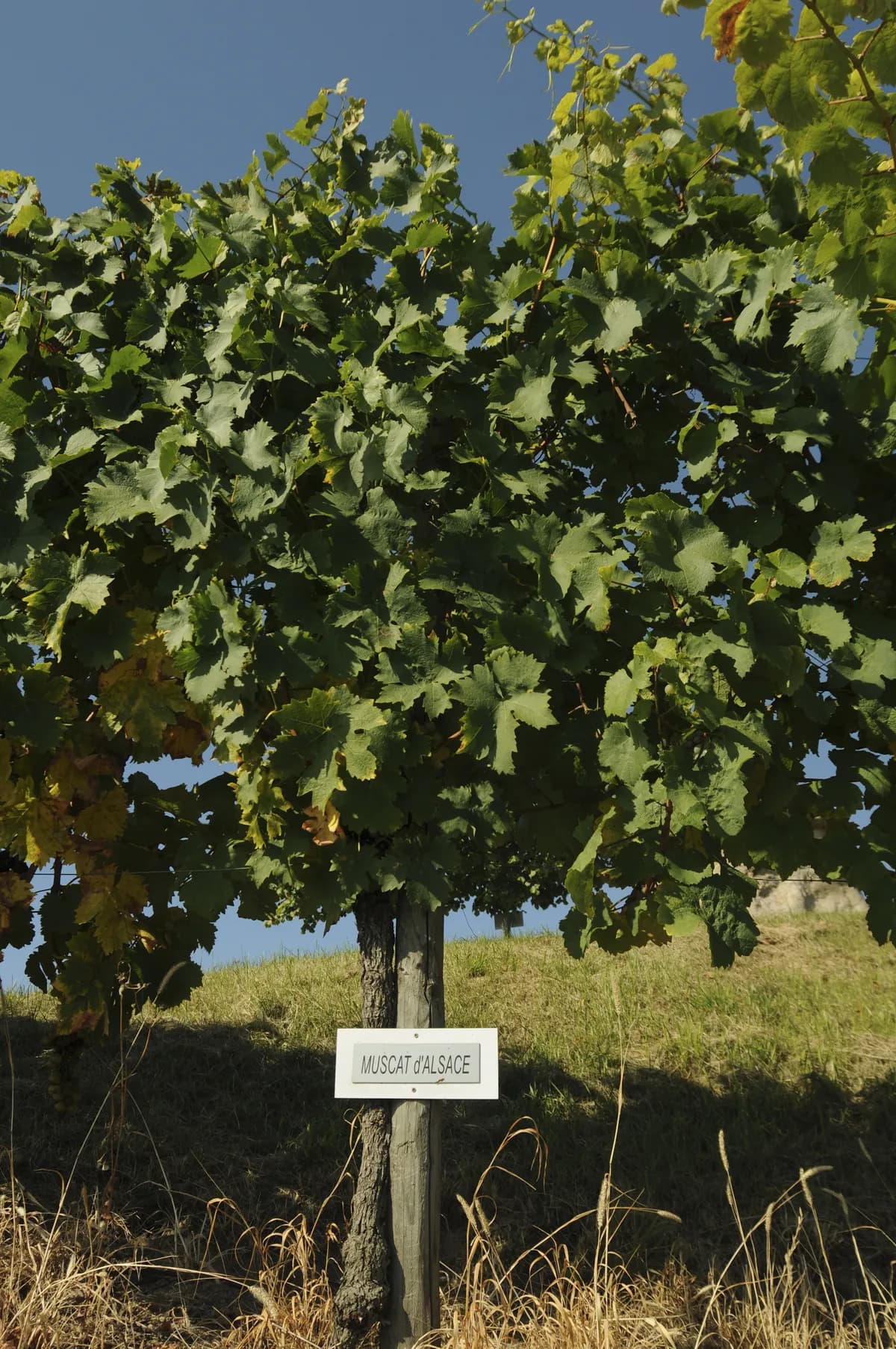 Skåne jämförs med Champagne och Bordeaux i regional rapport