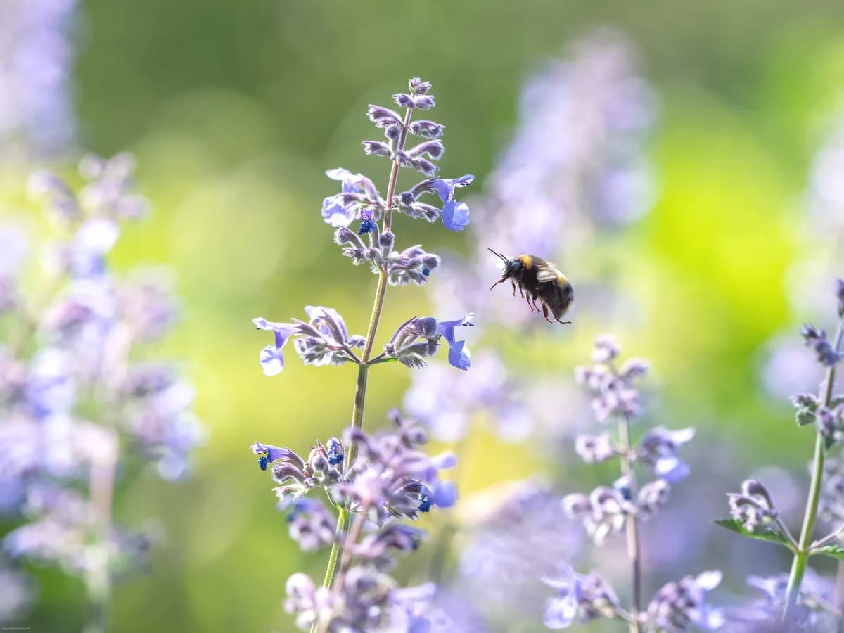 Bisvärmar drabbar israelisk stad, myndigheter varnar