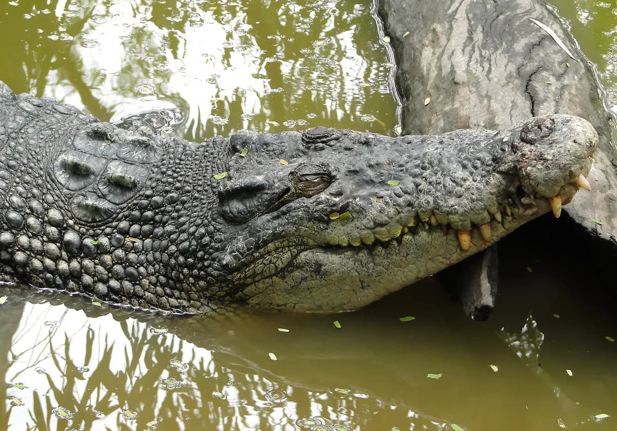 Polisen varnar för krokodilfara, avråder från simning
