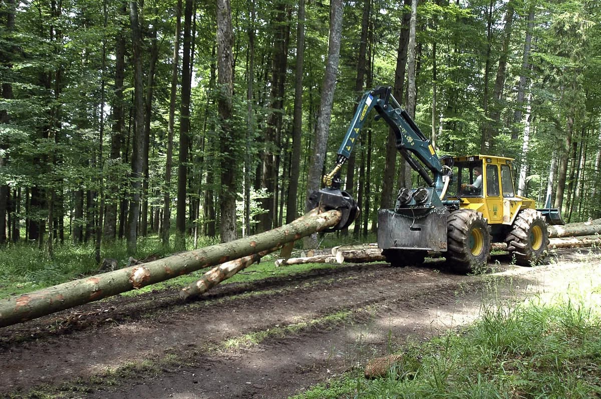 Mårten Linds prisbelönta bok utforskar granar mitt i skogsavverkningstryck
