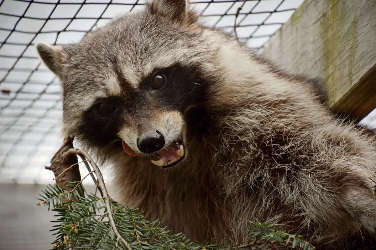 Zoo Zurich avlivar tio gelador för att hantera överpopulation och konflikter