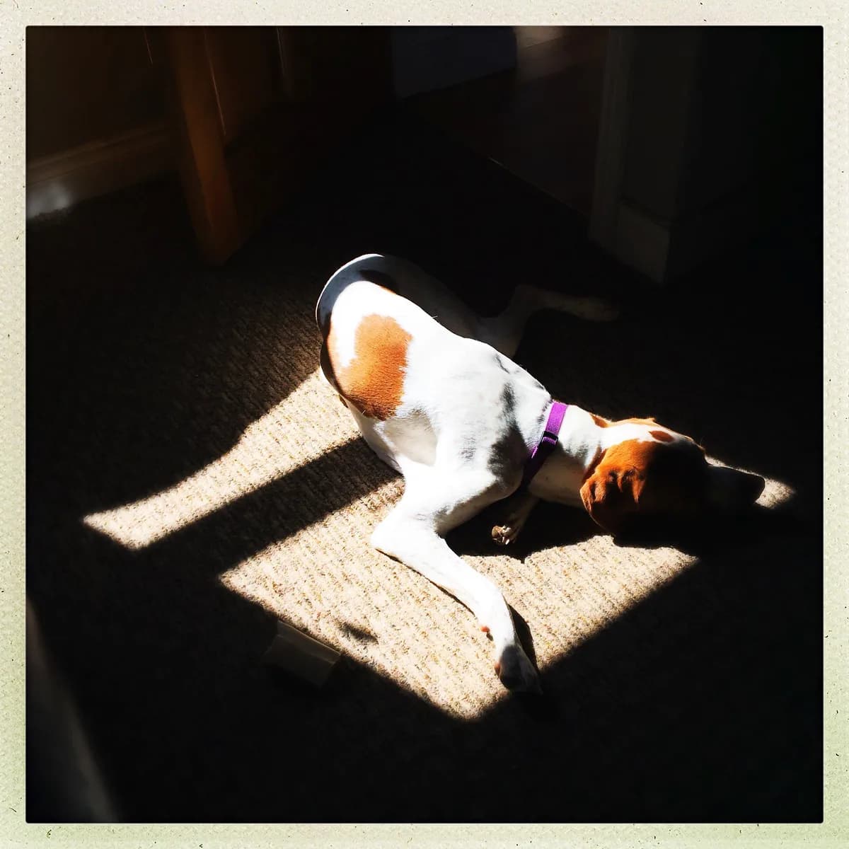 Studie: Designerkorsningar har fler beteendeproblem än renrasiga hundar