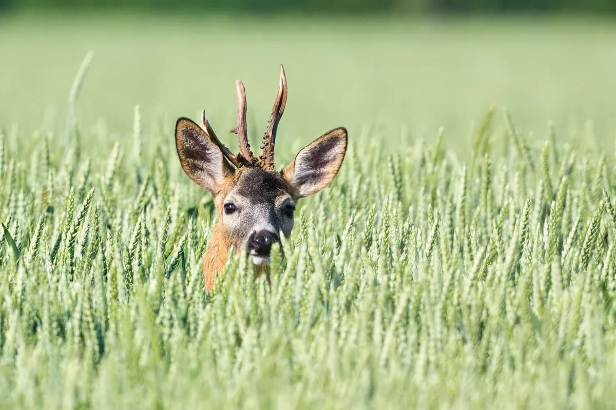 Rådjur stör trafiken på E18 vid Dragetinterchange