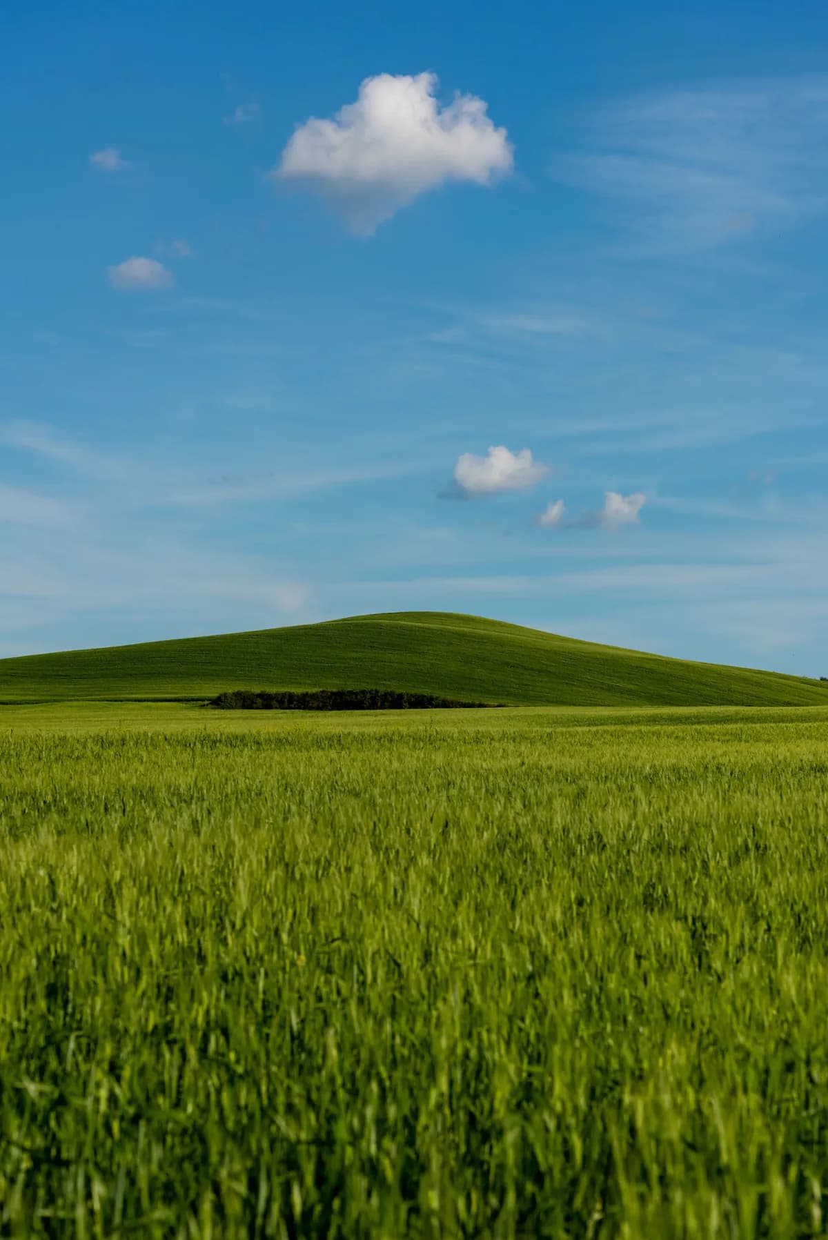 Halle Bailey och Regé-Jean Page i ny romantisk komedi 'You, Me and Tuscany'