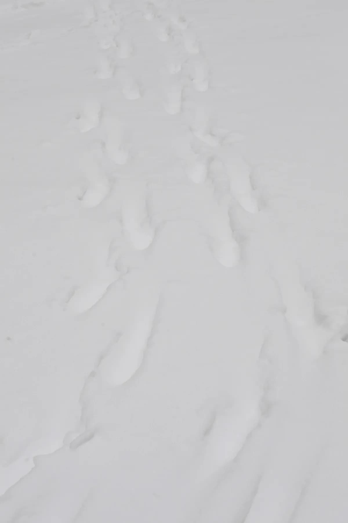 Severe Avalanche Warnings and Dangerous Weather in North Norway