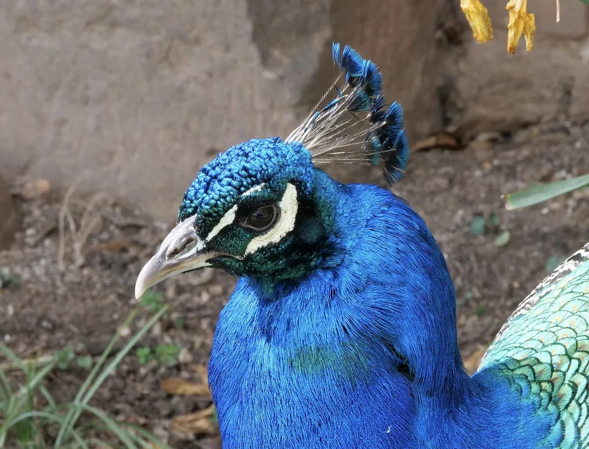 Påfågel störde gård i Suffolk innan fångst och omplacering