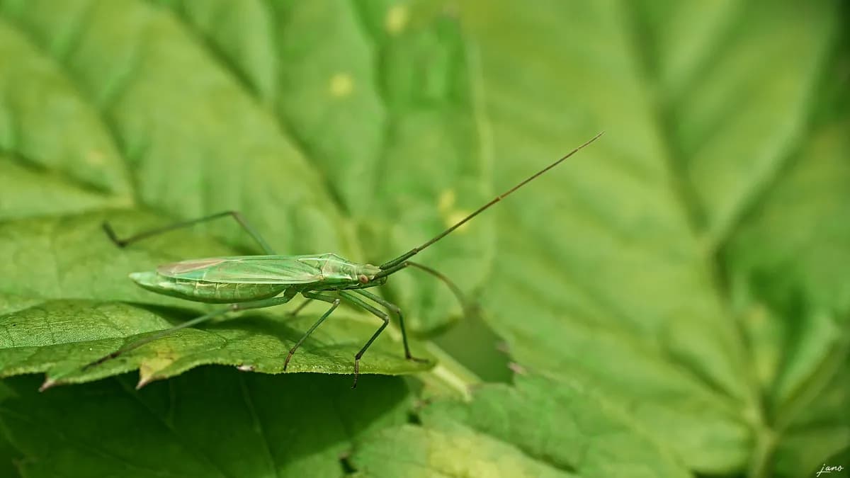 Synkrotron-röntgen skapar 3D-bilder av bärnstensbevarade insekter