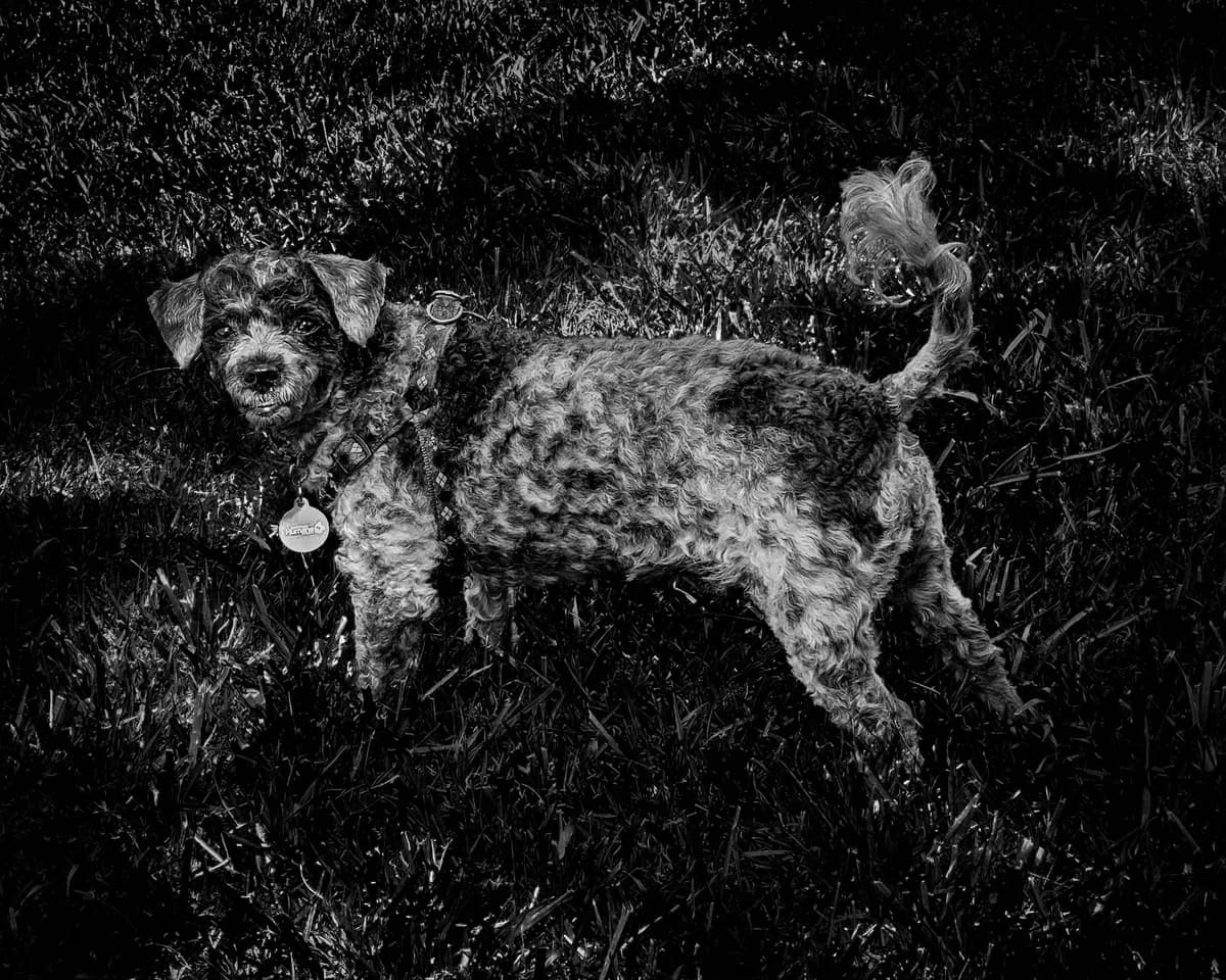 Vandrare räddad, hund hittad levande efter veckolång sökning i Nya Zeelands vildmark