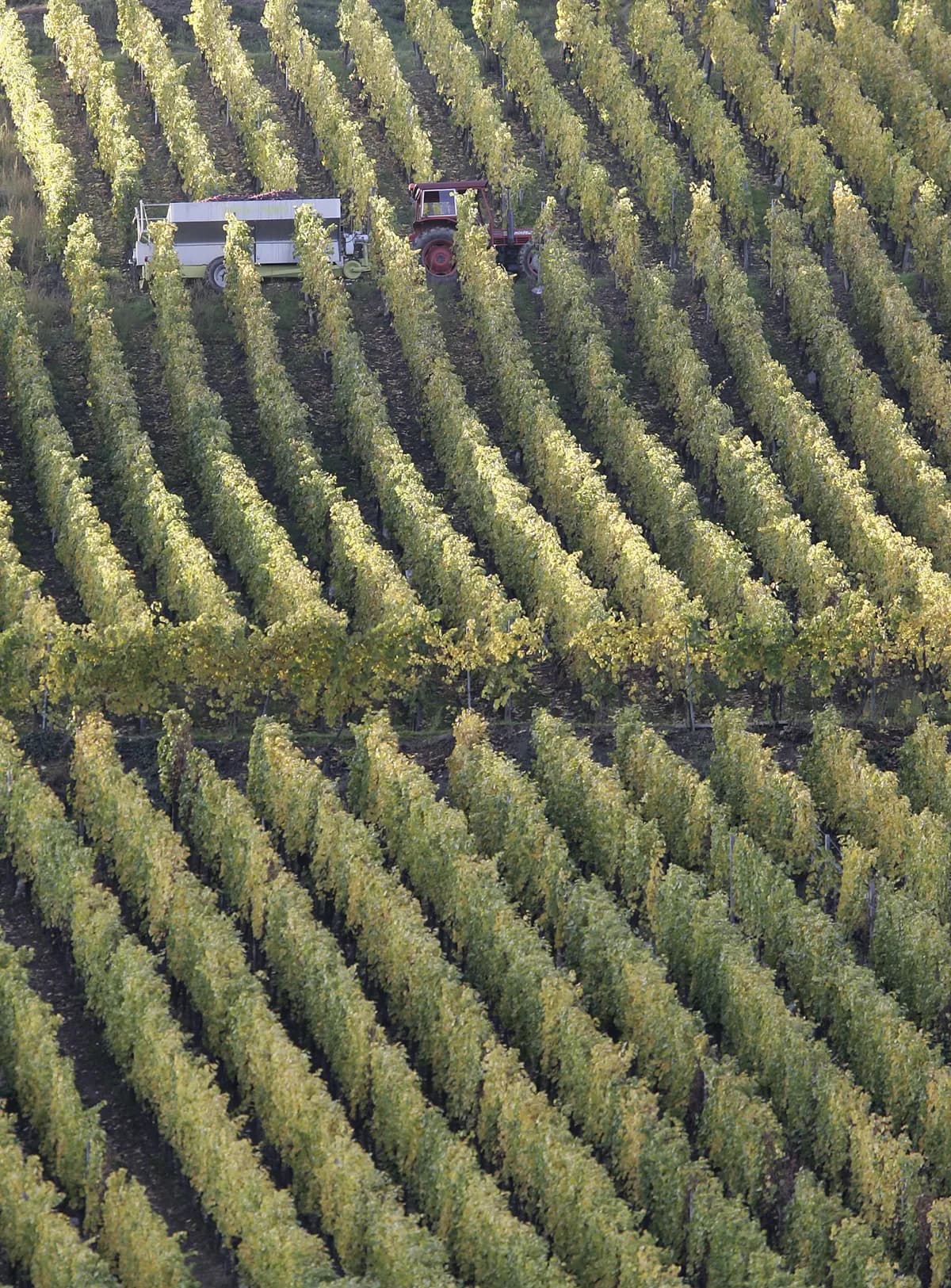 Storbritanniens vinproduktion ökar med 55% 2025 tack vare gynnsamt väder